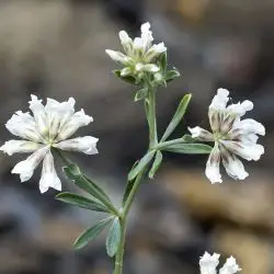 Fotografía Dorycnium pentaphyllum (2 de 2)
