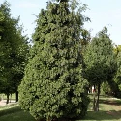 Chamaecyparis lawsoniana