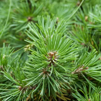 Pinus mugo 'Mops' (2 de 2)
