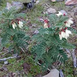 Fotografía Erophaca baetica subsp. baetica (2 de 2)