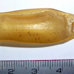 Scyliorhinus canicula (2 de 2)