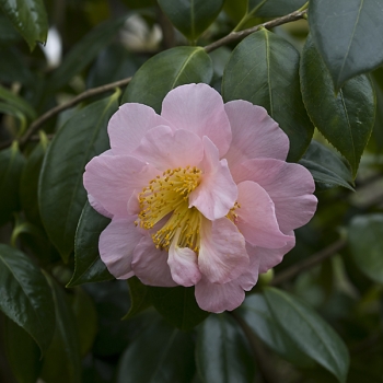 Camellia japonica 'Flamingo' (2 de 2)