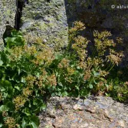 Valeriana tripteris subsp. tripteris (1 de 3)