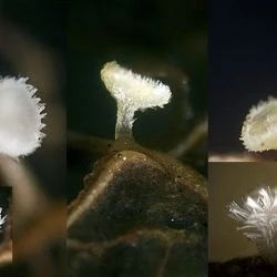 Lachnum microsporum