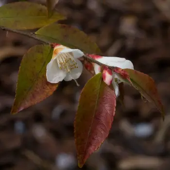 Camellia lutchuensis var. lutchuensis (2 de 2)