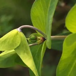 Euphorbia lathyris (2 de 3) 