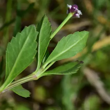 Phyla nodiflora (2 de 2)