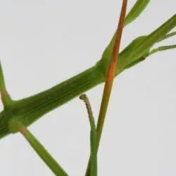Fotografía Clonopsis gallica (2 de 2)