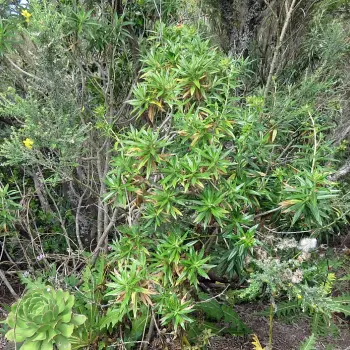 Carlina salicifolia (3 de 4)