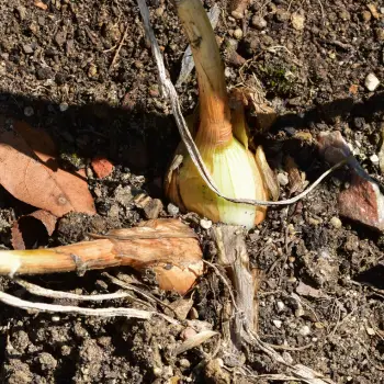 Allium ascalonicum (5 de 5)