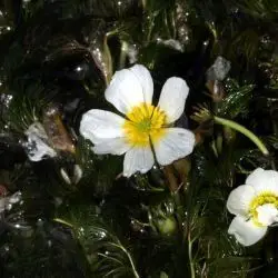 Ranunculus peltatus (1 de 2)