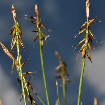 Carex macrostyla (2 de 2)