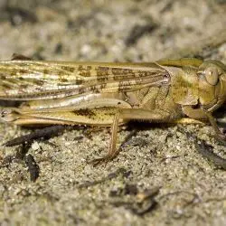 Fotografía Locusta migratoria