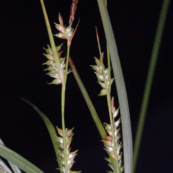 Carex punctata (2 de 5)
