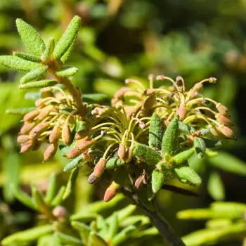 Ledum groenlandicum (6 de 6)