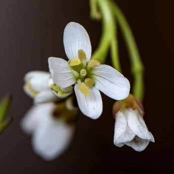 Cardamine castellana