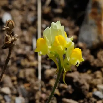Fotografía Linaria supina subsp. supina (2 de 2)