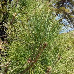 Pinus canariensis (2 de 3)