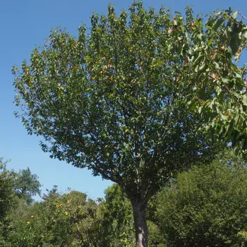 Prunus avium (3 de 3)