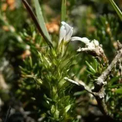 Fotografía Euphrasia alpina subsp. alpina (2 de 2) 