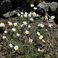 Phalacrocarpum oppositifolium subsp. anomalum